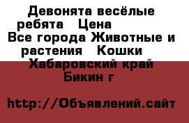 Девонята весёлые ребята › Цена ­ 25 000 - Все города Животные и растения » Кошки   . Хабаровский край,Бикин г.